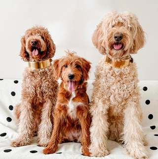 Huisdierbenodigdheden