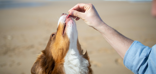 pet_travel_essentials_horizontal.png